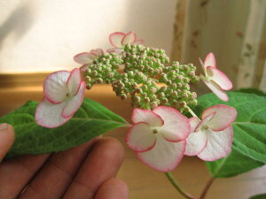 15Z`O㙒̂͂AWTCyzԁz ycz2024NJԏȈԂł͂ƂȂ܂