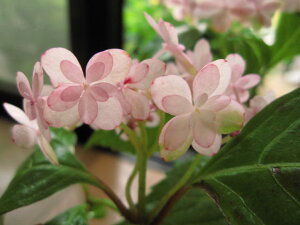 zԃAWTCH߂̕ yzc@JԏȈԂł͂ƂȂ܂