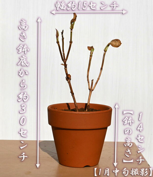 楽天市場 紫陽花 ありがとう 一重咲きあじさい アジサイ鉢植え 22年１月撮影 今の時期は剪定した状態でのお届けになります 園芸百貨店何でも揃うこぼんさい