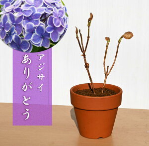 z 肪Ƃ d炫 AWTCA͙̎肵Ԃł̂͂ɂȂ܂