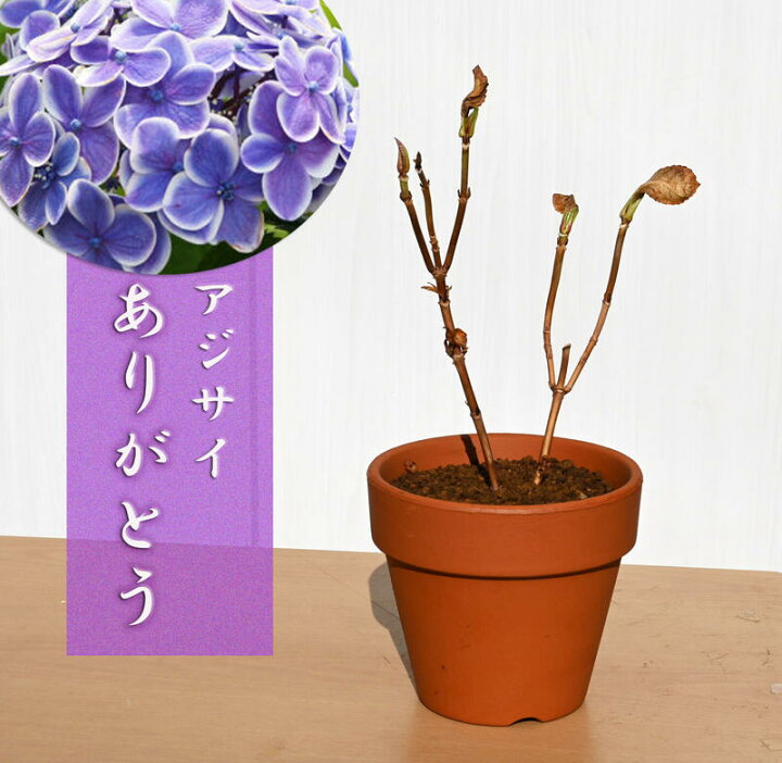 楽天市場 紫陽花 ありがとう 一重咲きあじさい アジサイ鉢植え 22年1月撮影 今の時期は剪定した状態でのお届けになります 園芸百貨店何でも揃うこぼんさい 楽天市場 紫陽花 ありがとう 一重咲きあじさい アジサイ鉢植え 22年1月撮影 今の時期は剪定した状態でのお届けになります 園芸百貨店何でも揃うこぼんさい