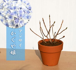 z P d炫 AWTCA 2022N1Be ͙̎肵Ԃł̂͂ɂȂ܂