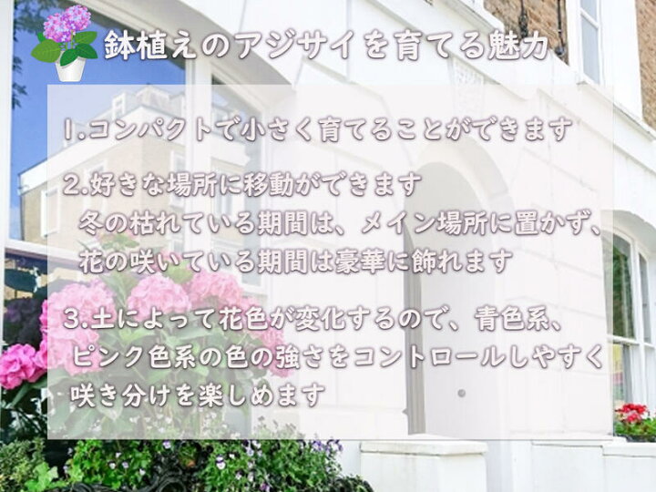 楽天市場 紫陽花 ありがとう 一重咲きあじさい アジサイ鉢植え 22年１月撮影 今の時期は剪定した状態でのお届けになります 園芸百貨店何でも揃うこぼんさい