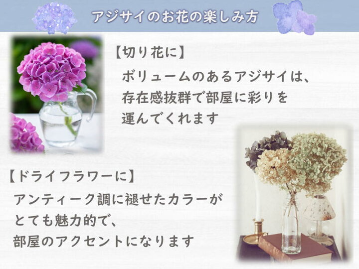 楽天市場 紫陽花 ウズアジサイ アジサイ 小苗 オタフクアジサイ お多福紫陽花苗 園芸百貨店何でも揃うこぼんさい