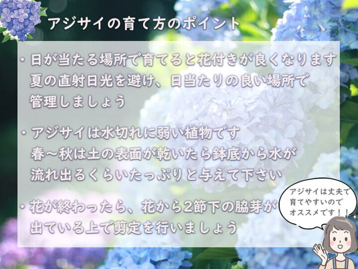 楽天市場 剪定後のお届け 紫陽花 肥料付き 育てる紫陽花 テマリテマリ ブルー 剪定した状態でのお届けになります 八重咲き てまりてまり あじさい 園芸百貨店何でも揃うこぼんさい