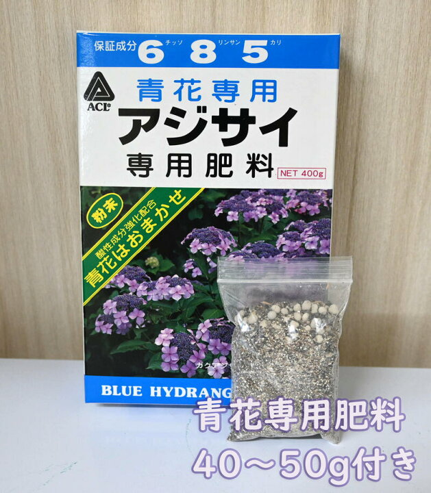 22年剪定後のお届け 紫陽花 育てる紫陽花 ブルー 剪定した状態でのお届けになります 銀河 肥料付き