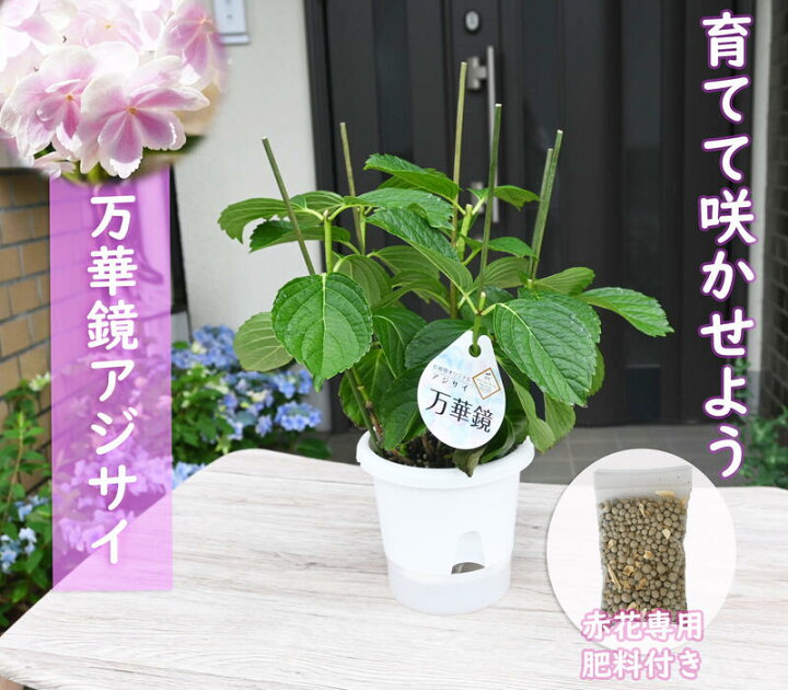 楽天市場 アジサイ肥料付き育てる紫陽花万華鏡２０２２年紫陽花苗 万華鏡苗 ピンク 剪定した状態でのお届けになります 八重咲き あじさい紫陽花肥料付き 園芸百貨店何でも揃うこぼんさい