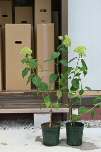 6JԂ̃Aix2{Zbg̃Aix2025N6JԃAixAWTCAWTCcɍ炭@Aixn̓O[甒ɍ炭@Aix7ȍ~̂͂̏