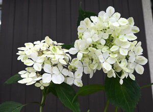 アジサイ 白 苗の人気商品 通販 価格比較 価格 Com