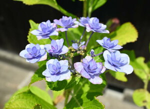 zԁ@t@AWTC@c @d炫 @nChWA@肵Ԃł̂͂ɂȂ܂