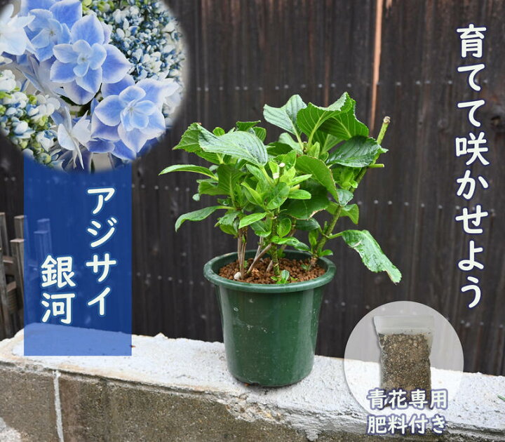 楽天市場 22年剪定後のお届け 紫陽花 肥料付き 育てる紫陽花 銀河 ブルー 剪定した状態でのお届けになります 八重咲き あじさい 万華鏡し姉妹 紫陽花の銀河ブルー紫陽花苗 園芸百貨店何でも揃うこぼんさい