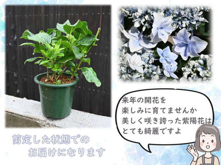 楽天市場 22年剪定後のお届け 紫陽花 肥料付き 育てる紫陽花 銀河 ブルー 剪定した状態でのお届けになります 八重咲き あじさい 万華鏡し姉妹 紫陽花の銀河ブルー紫陽花苗 園芸百貨店何でも揃うこぼんさい 楽天市場 22年剪定後のお届け 紫陽花 肥料付き 育てる紫陽花 銀河 ブルー 剪定した状態でのお届けになります 八重咲き あじさい 万華鏡し姉妹 紫陽花の銀河ブルー紫陽花苗 園芸百貨店何でも揃うこぼんさい