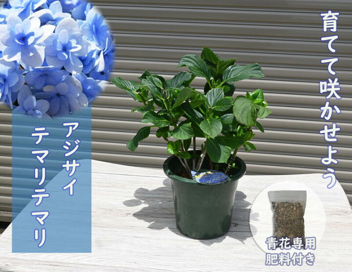楽天市場 てまりてまりアジサイ剪定後のお届け 紫陽花 肥料付き 育てる紫陽花 テマリテマリ ブルー 剪定した状態でのお届けになります 八重咲き てまりてまり あじさい 園芸百貨店何でも揃うこぼんさい