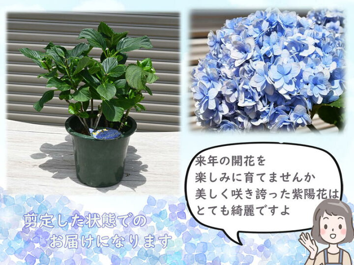 楽天市場 てまりてまりアジサイ剪定後のお届け 紫陽花 肥料付き 育てる紫陽花 テマリテマリ ブルー 剪定した状態でのお届けになります 八重咲き てまりてまり あじさい 園芸百貨店何でも揃うこぼんさい