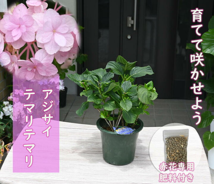 楽天市場 てまりてまりアジサイ剪定後のお届け 紫陽花 肥料付き 育てる紫陽花 テマリテマリ ピンク 剪定した状態でのお届けになります 八重咲き てまりてまり あじさい 園芸百貨店何でも揃うこぼんさい