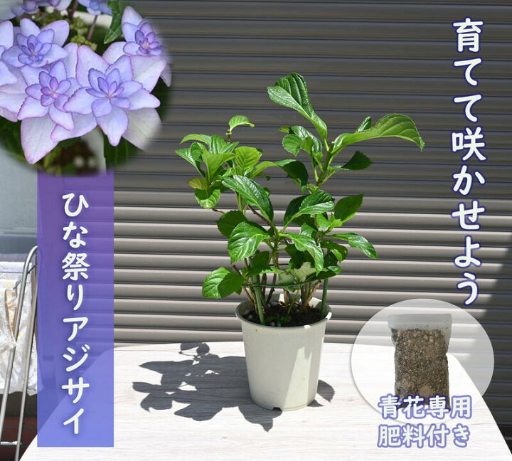 楽天市場 剪定後のお届け 紫陽花 肥料付き 育てる紫陽花 ひな祭り ２０２２年紫陽花苗 ひな祭り苗 ブルー 剪定した状態でのお届けになります 八重咲き あじさい 園芸百貨店何でも揃うこぼんさい