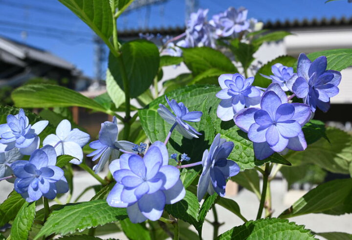 楽天市場 剪定後のお届け 紫陽花 肥料付き 育てる紫陽花 ひな祭り ２０２２年紫陽花苗 ひな祭り苗 ブルー 剪定した状態でのお届けになります 八重咲き あじさい 園芸百貨店何でも揃うこぼんさい