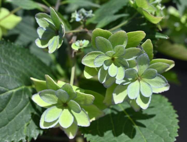 楽天市場 剪定後のお届け 紫陽花 肥料付き 育てる紫陽花 ひな祭り ２０２２年紫陽花苗 ひな祭り苗 ブルー 剪定した状態でのお届けになります 八重咲き あじさい 園芸百貨店何でも揃うこぼんさい