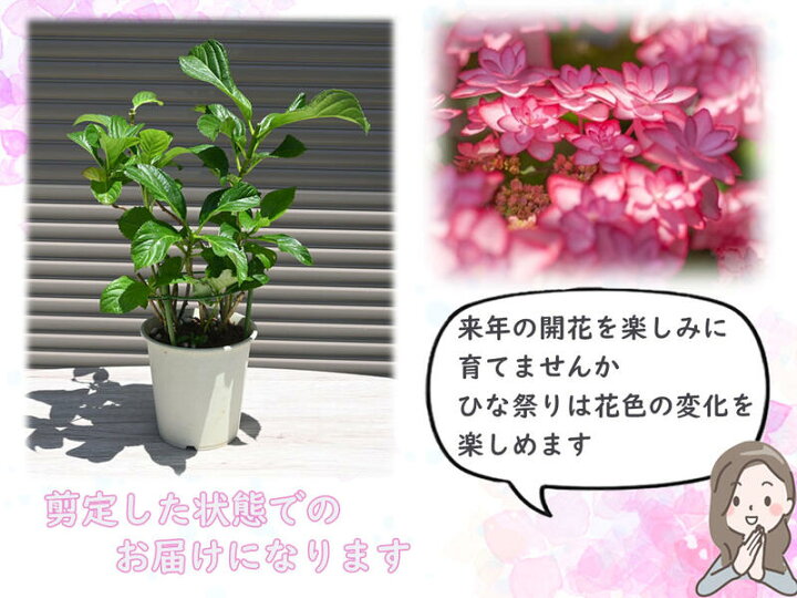 楽天市場 開花終了剪定後のお届け22年プレゼント ひな祭り紫陽花５号サイズ ピンク 母の日 ギフト 花 鉢植え5月に開花星咲きの綺麗なアジサイ プレゼントにもおすすめのアジサイ贈り物あじさい ガクアジサイ 紫陽花鉢植えガク咲きの八重 紫陽花 園芸百貨店何でも