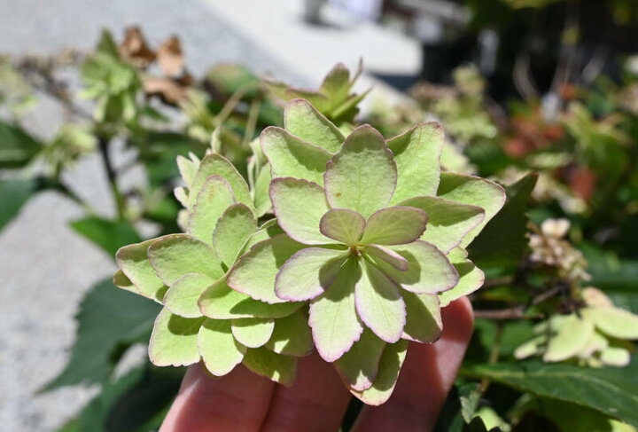 楽天市場 剪定後のお届け 紫陽花 肥料付き 育てる紫陽花 ひな祭り ２０２２年紫陽花苗 ひな祭り苗 ピンク 剪定した状態でのお届けになります 八重咲き あじさい 園芸百貨店何でも揃うこぼんさい