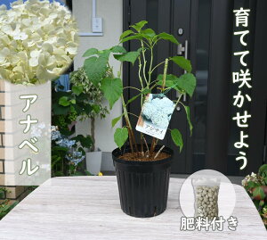 2025N6ߊJԕcAixzԊJԏI엿tAWTCAixAix Ă Aixc 엿t 肵Ԃł̂͂ɂȂ܂ z