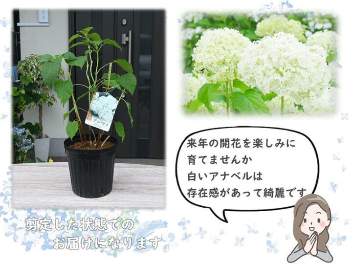 楽天市場 ２０２２年開花終了苗アナベルアジサイアジサイ中苗白い球状に咲く アナベル咲始はグリーンから白に咲く アナベル7月以降のお届け時剪定後の状態でお届けとなります 園芸百貨店何でも揃うこぼんさい
