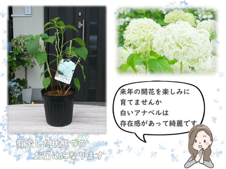 アナベル 苗 白 紫陽花 爆買い送料無料