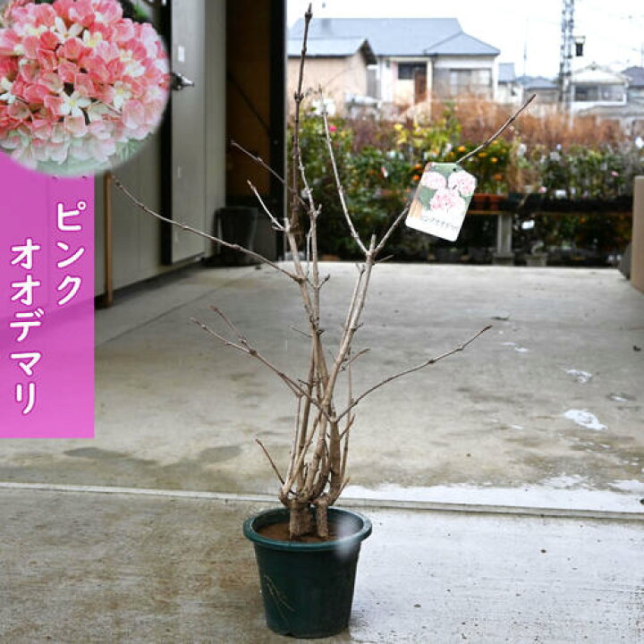 楽天市場】4月開花ピンクオオデマリ 苗木 オオデマリ 大手毬 2026年 