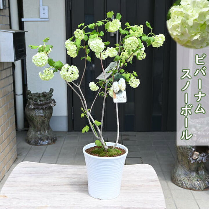 楽天市場】2026年4月から5月に開花ビバーナムスノーボール鉢植え 