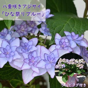 ŷ͂ƂȂ܂zȃ蕨 5蔭@2025N ̓̑蕨 d炫AWTC ЂȍՂ u[ z  @JԊAWTCizԁEj