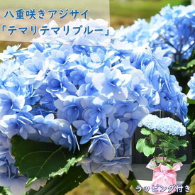 お母さんの2024年 母の日贈り物に 八重咲きアジサイ テマリテマリ　ブルー 紫陽花 鉢花 あじさい　開花株アジサイ（紫陽花・あじさい）てまりてまり ブルー
