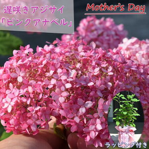 v[g̑蕨 2025N6Jԕc sNAix AJ sNF Aixc zԁ@av[g ̓̑蕨