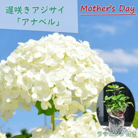 おススメの母の日のプレゼントにもおすすめ6月に開花 紫陽花アナベル プレゼントにおすすめ 2024年6月開花のアナベルのお届けになります白いアナベルアジサイとても丈夫で強い品種です開花後切り花ししても楽しめます