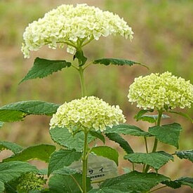 6月30日以降の剪定後のお届けとなります自宅のお庭用鉢植えの贈り物に オススメの紫陽花のアナベル自宅用にもおすすめ6月中頃から開花 紫陽花アナベル プレゼントにおすすめ 白いアナベルアジサイとても丈夫で強い品種です開花後切り花ししても楽しめます
