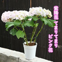 楽天市場】てまりてまり 紫の通販 
