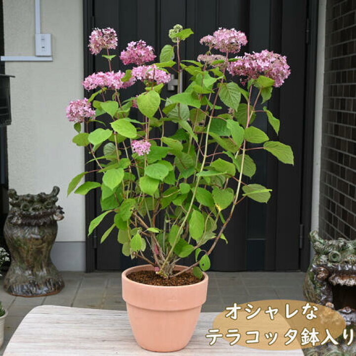 楽天市場】贈り物に あじさい鉢花 2026年6月開花 ピンクアナベル 