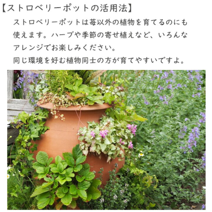 楽天市場】テラコッタのかわいいストロベリーポット 大素焼き 鉢苺育て  