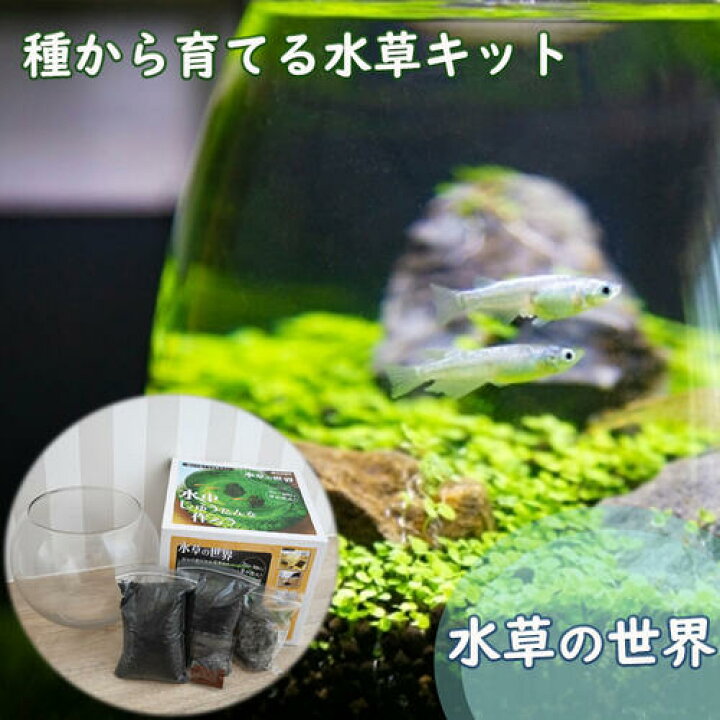 楽天市場】2024年NEW 種から育てる水草キット 栽培 アクアリウム 