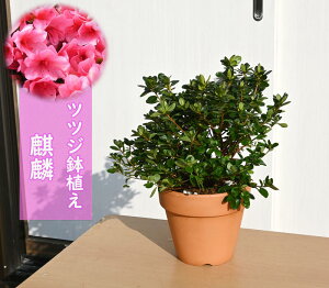 ツツジ 鉢植えの人気商品 通販 価格比較 価格 Com ツツジ 鉢植えの人気商品 通販 価格比較 価格 Com