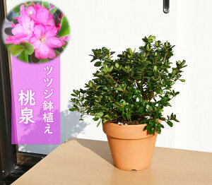 2025Nԉ肠@v ccW A   fĂ sNF d炫