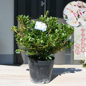 2025Nԉ肠@v ccW c  UP c