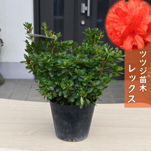 2025Nԉ肠@ v ccW c bNX UP c d炫