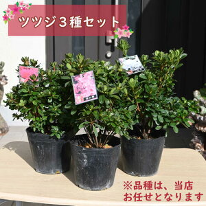 2025NJԕc v ccW 3Zbg N  UP FȎނC  v炢