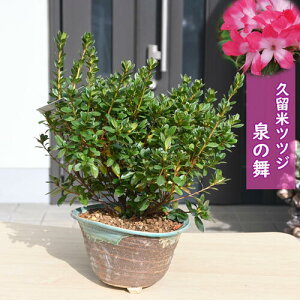 2025NJ v ccW A ̕ UP  d炫