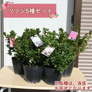 2025NJԕc v ccW 5Zbg N  UP FȎނC  v炢