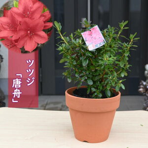 2025NJ v ccW A M Jtl UP  d炫