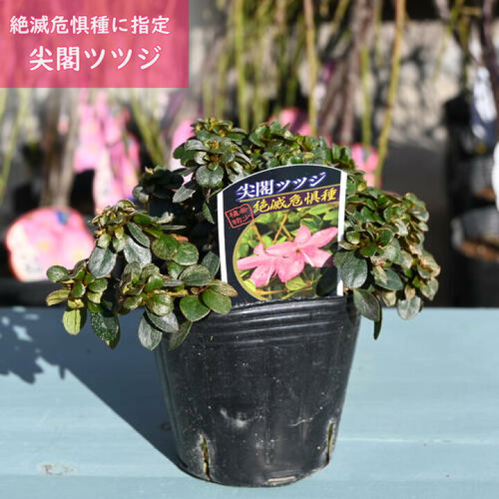 楽天市場】2026年開花 絶滅危惧種 希少品種 尖閣つつじ 尖閣ツツジ 