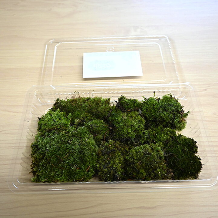 楽天市場】山苔 大サイズ 1パック ヤマゴケ12cm×20cm×3cm苔テラリウム 
