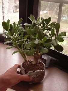 2025N͋̂Ȃ؂ł̂Ȃ yϗtAzԌ