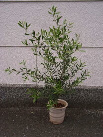 楽天市場 受粉 花粉 オリーブの通販